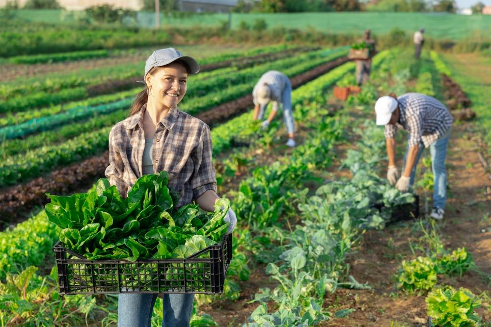 Girl,Works,In,Farmers,Field,And,Harvests,Acelga,,Cuts,Fresh